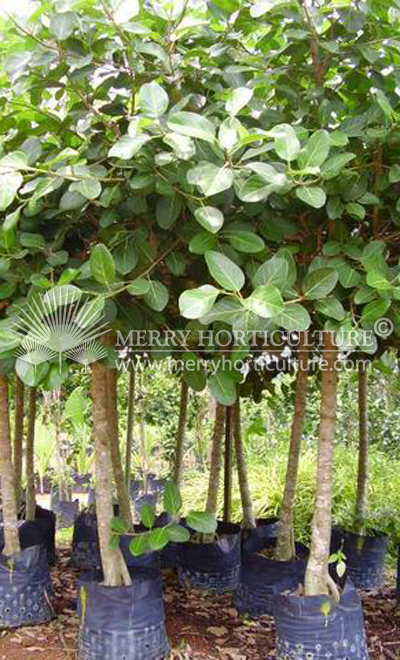 Ficus benghalensis